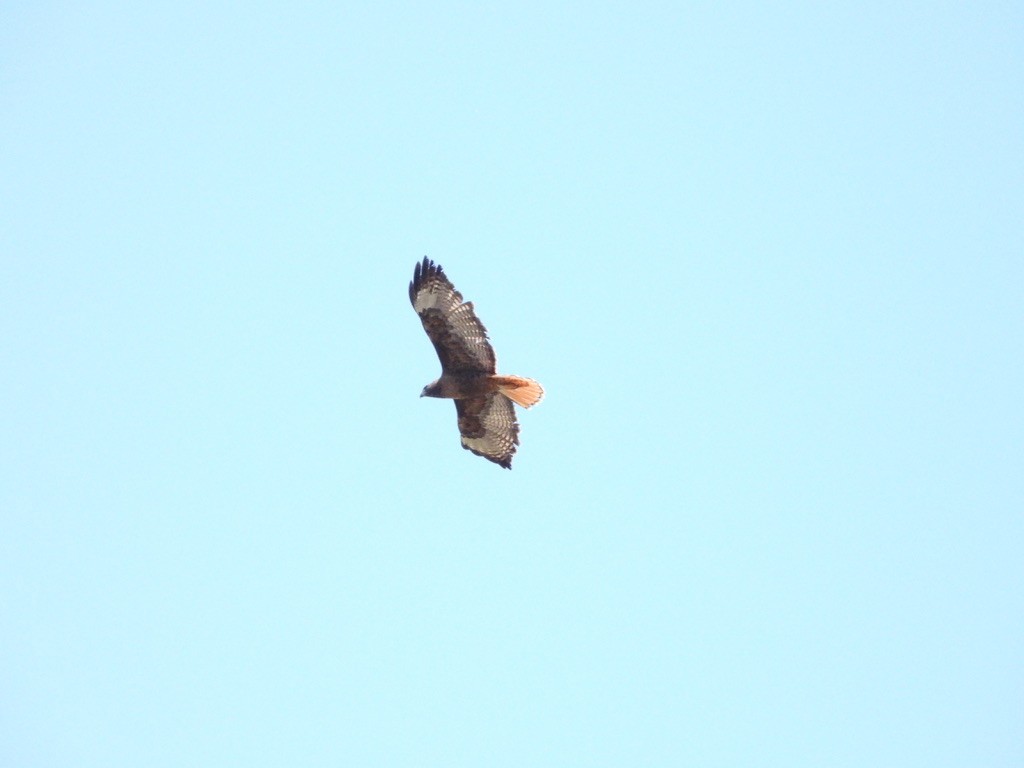 Red-tailed Hawk - ML619294599