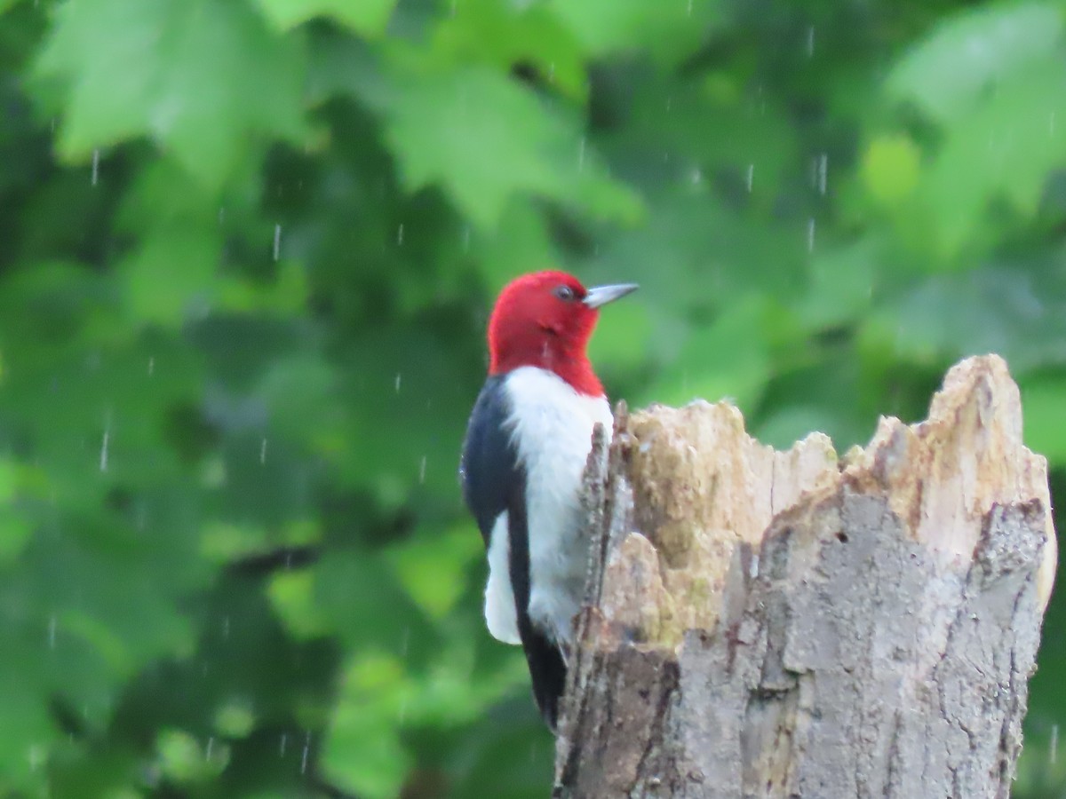 Red-headed Woodpecker - ML619294602
