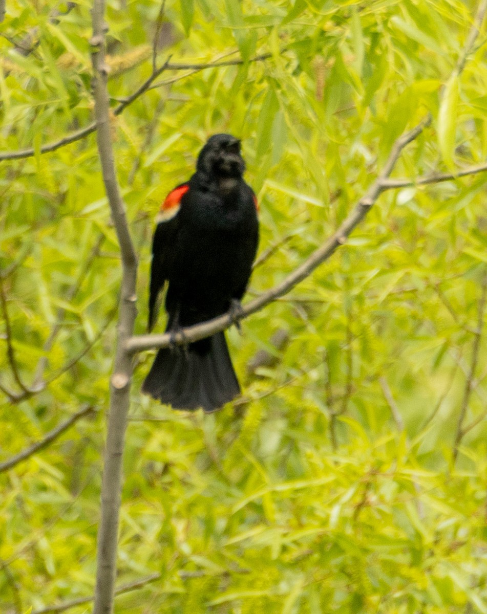 Red-winged Blackbird - ML619294628