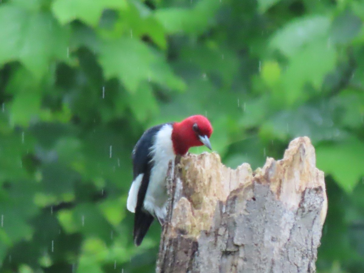 Red-headed Woodpecker - ML619294640