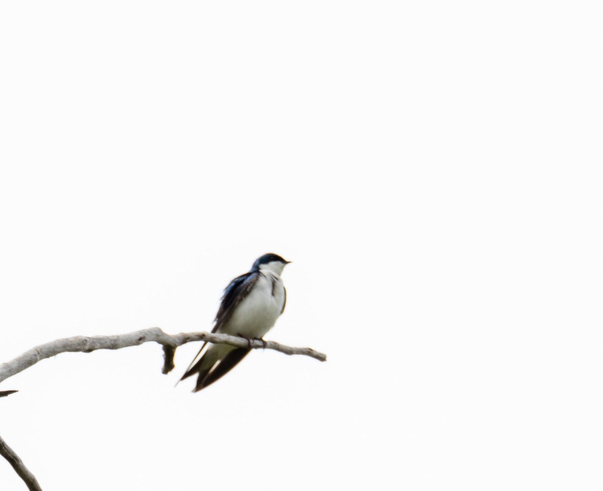 Tree Swallow - ML619294661
