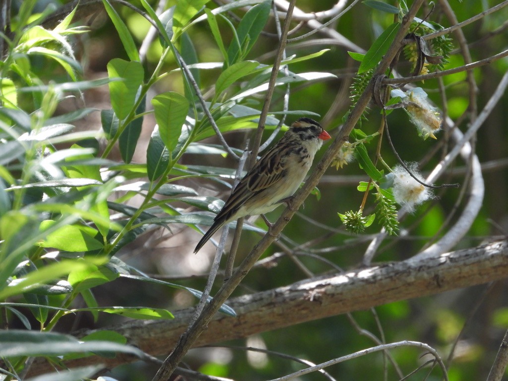 Pin-tailed Whydah - ML619294683