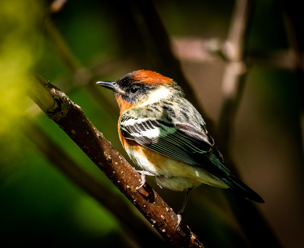 Bay-breasted Warbler - ML619294720