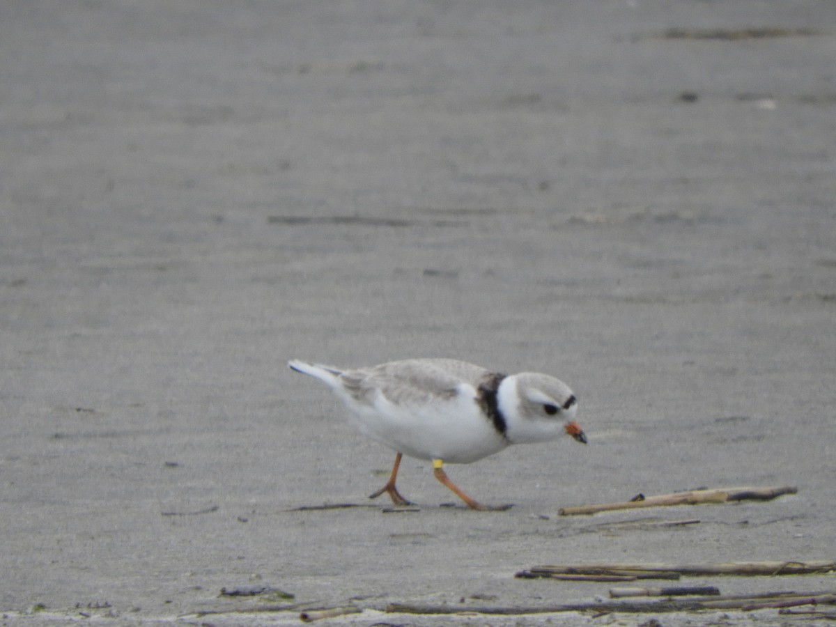 Piping Plover - ML619294738