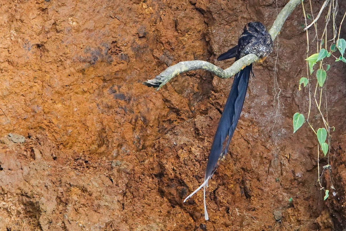 Lyre-tailed Nightjar - ML619294748