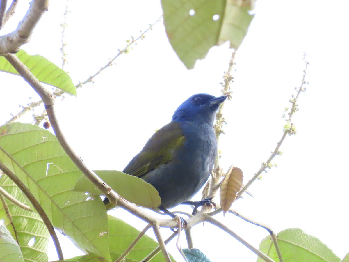 Blue-capped Tanager - ML619294767