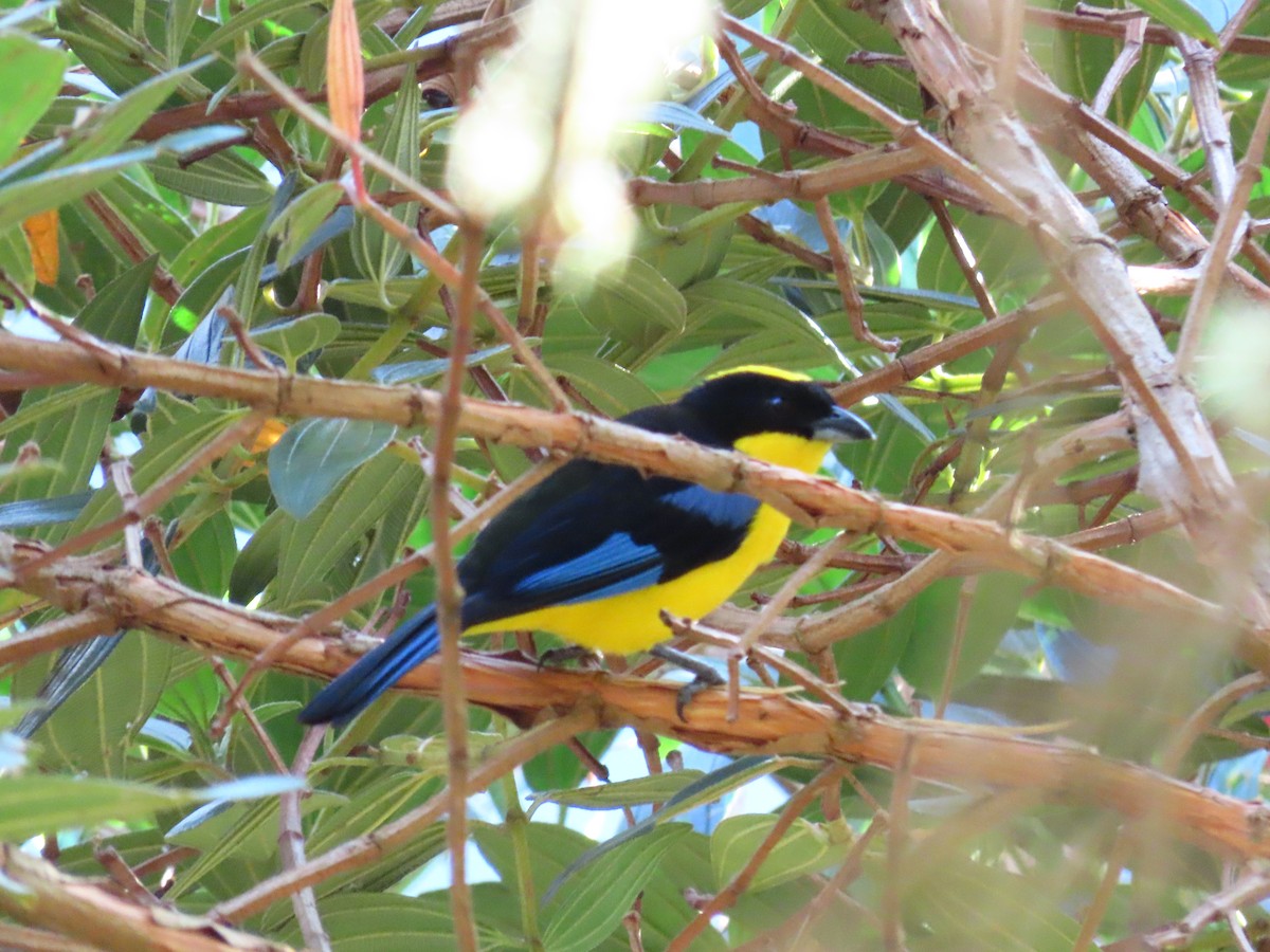Blue-winged Mountain Tanager - ML619294777