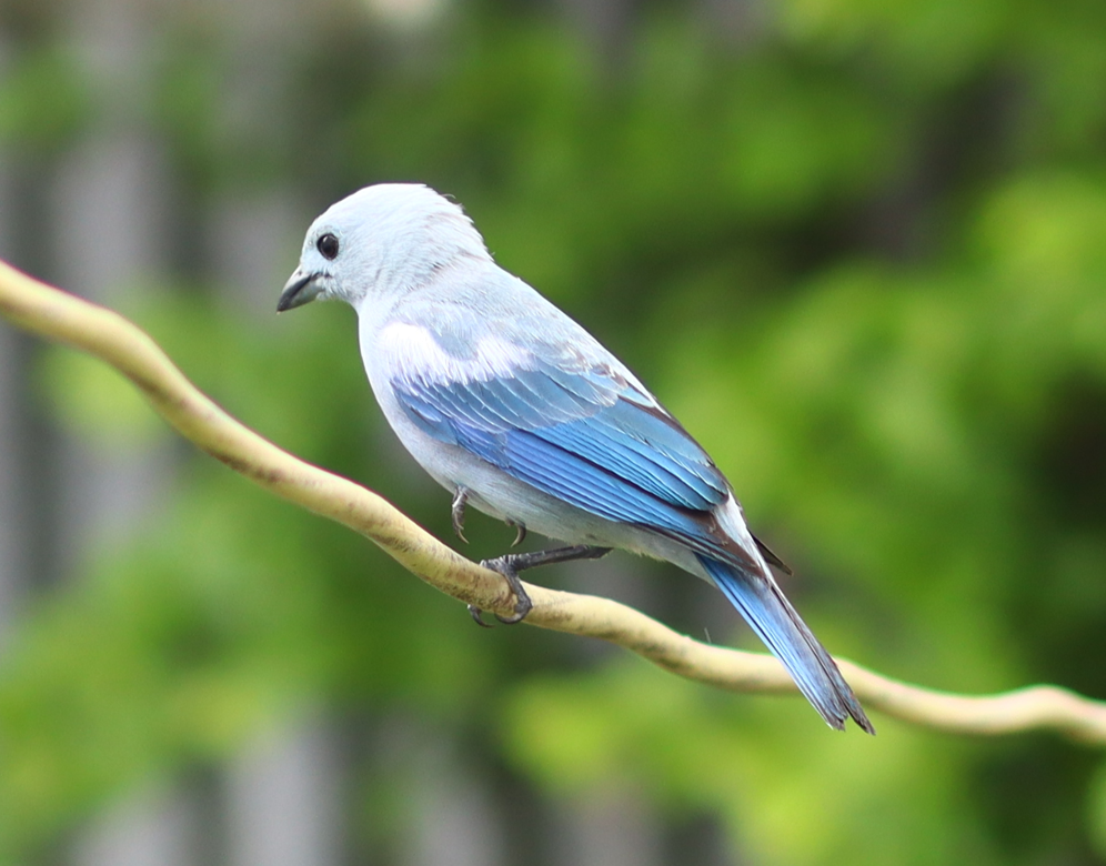 Blue-gray Tanager - ML619294833