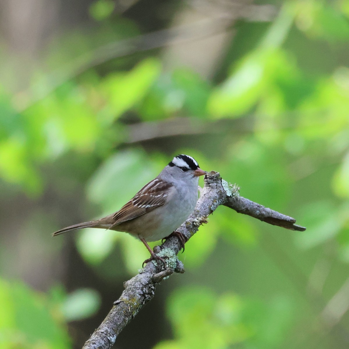 White-crowned Sparrow - ML619294893
