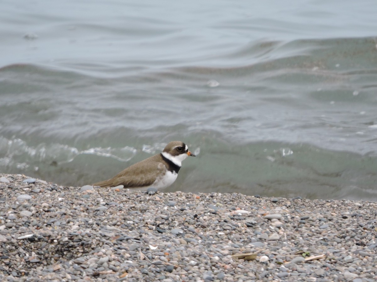 Semipalmated Plover - ML619294908