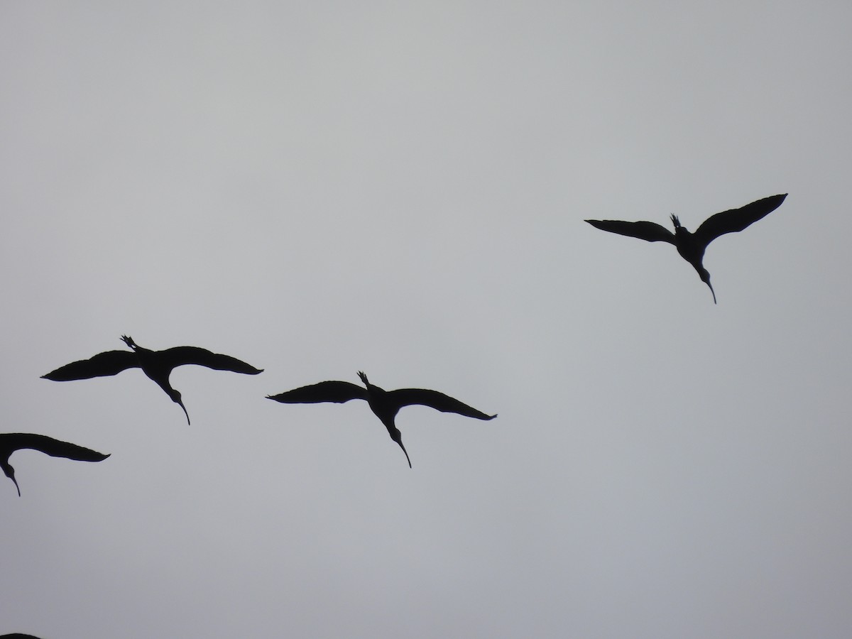 ibis americký - ML619294976
