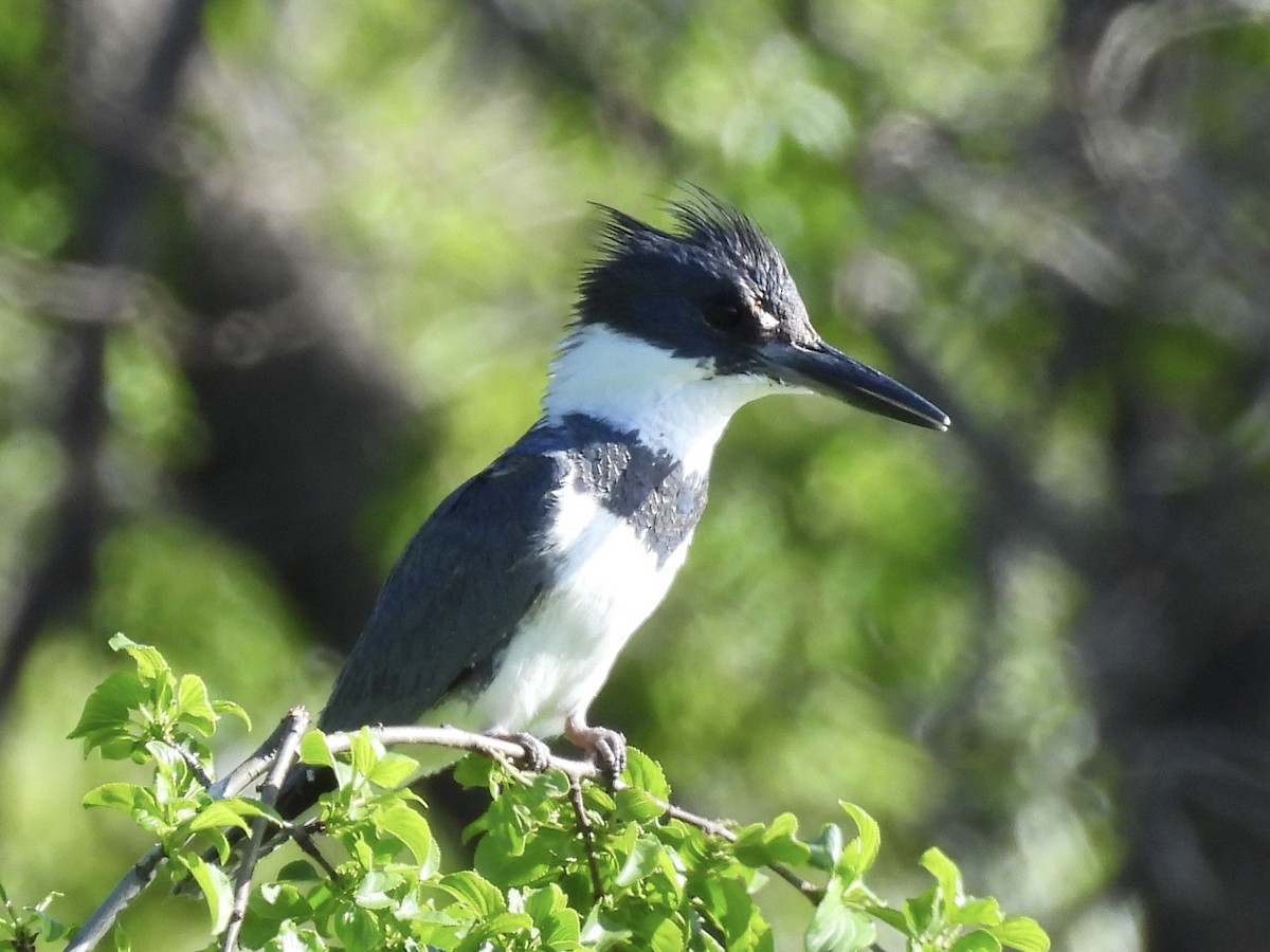 Belted Kingfisher - ML619295036
