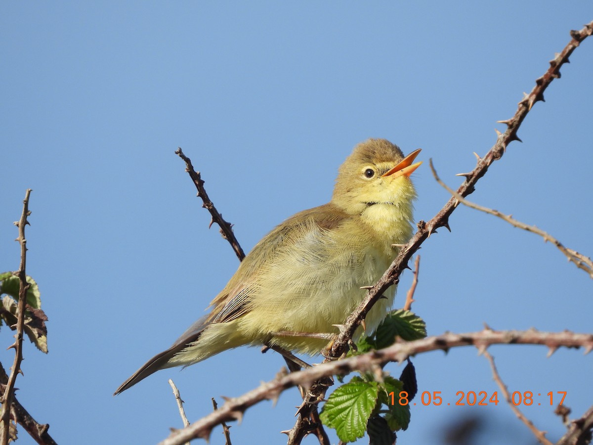 Melodious Warbler - ML619295091