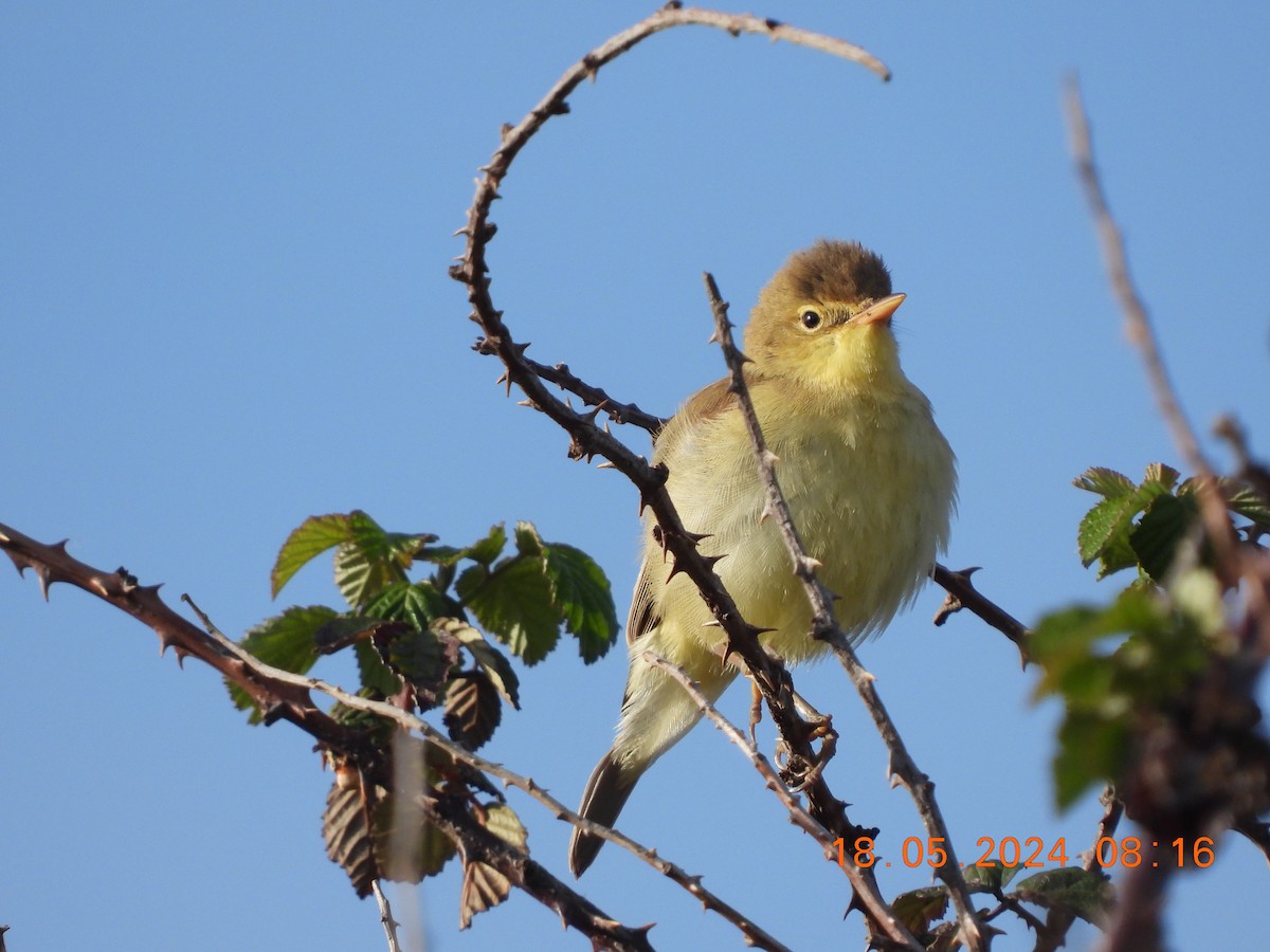 Melodious Warbler - ML619295133
