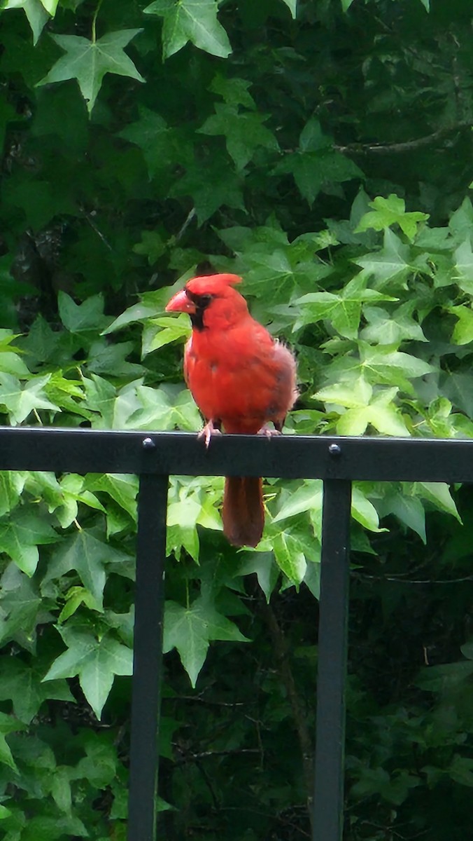 Cardinal rouge - ML619295136