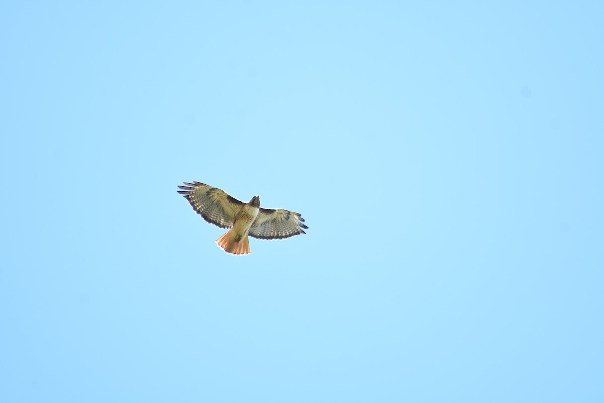 Red-tailed Hawk - ML619295139