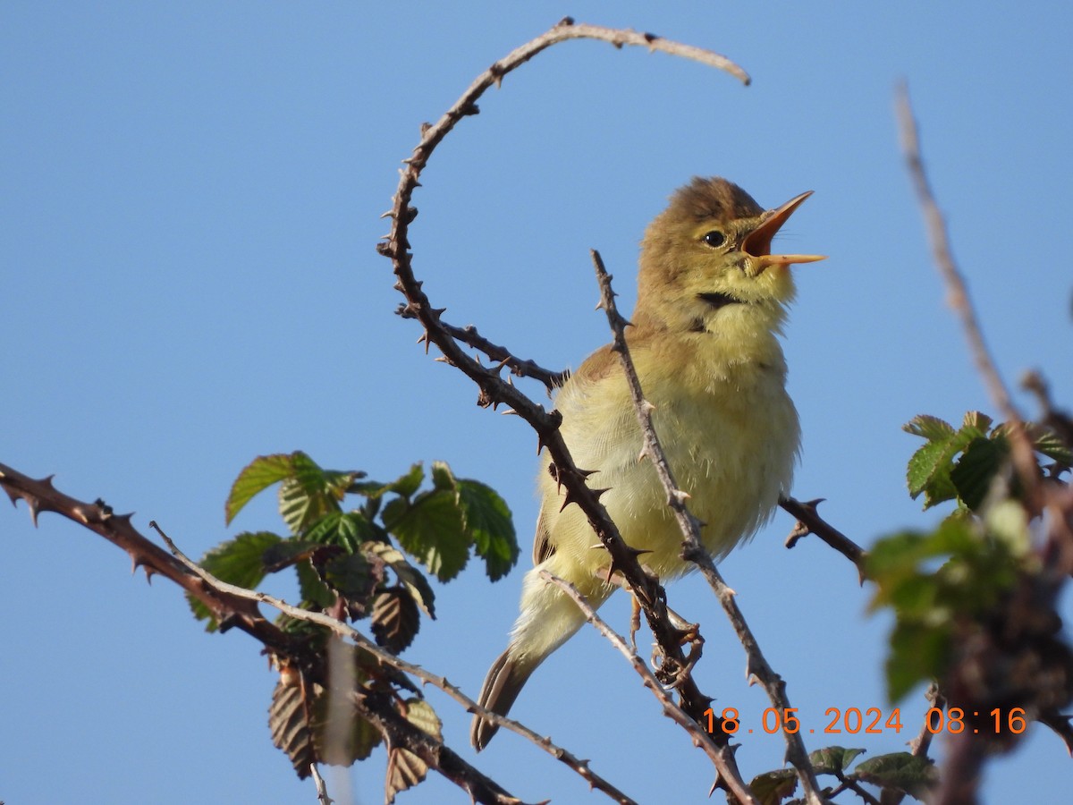 Melodious Warbler - ML619295154