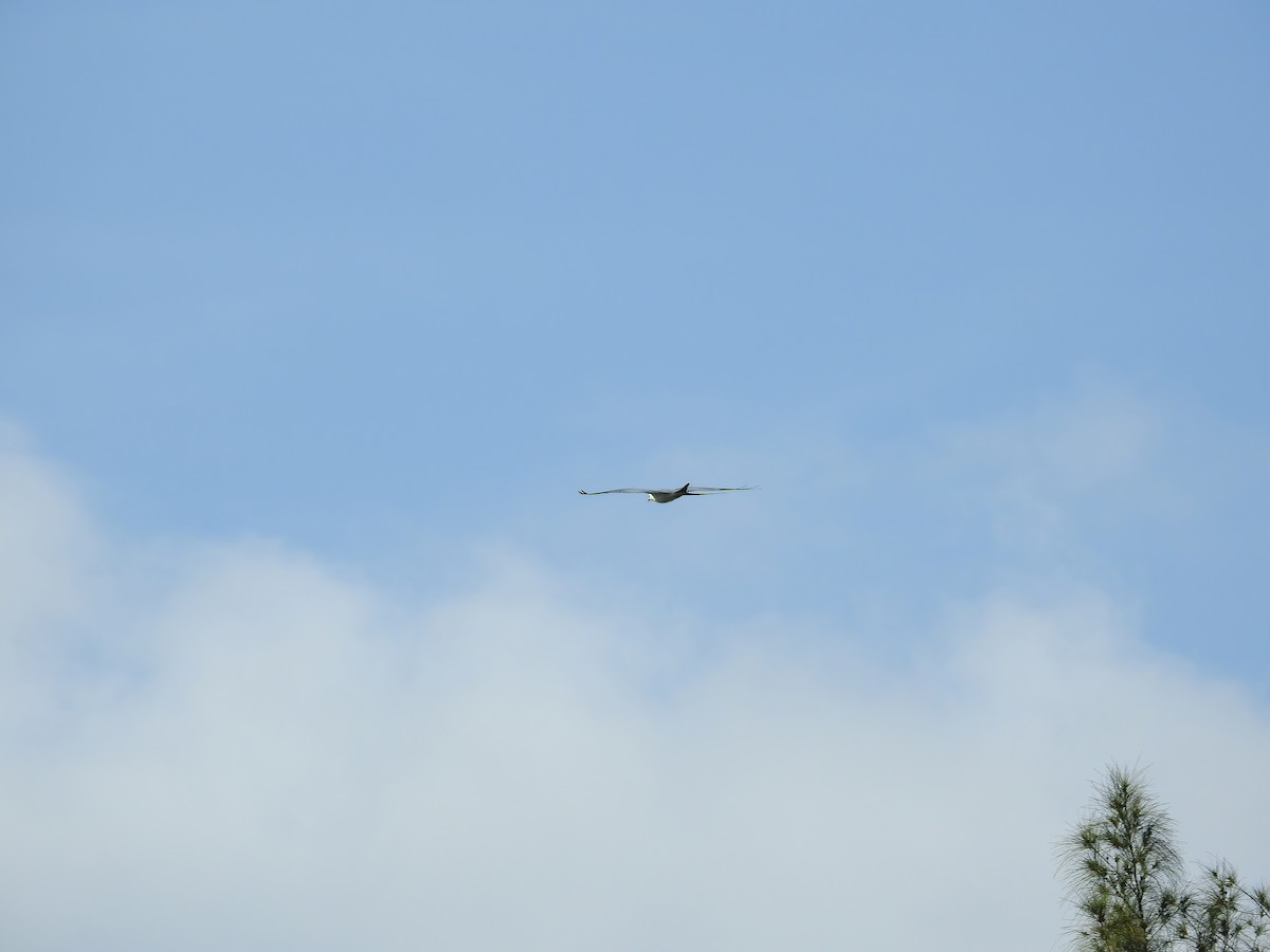 Swallow-tailed Kite - ML619295187