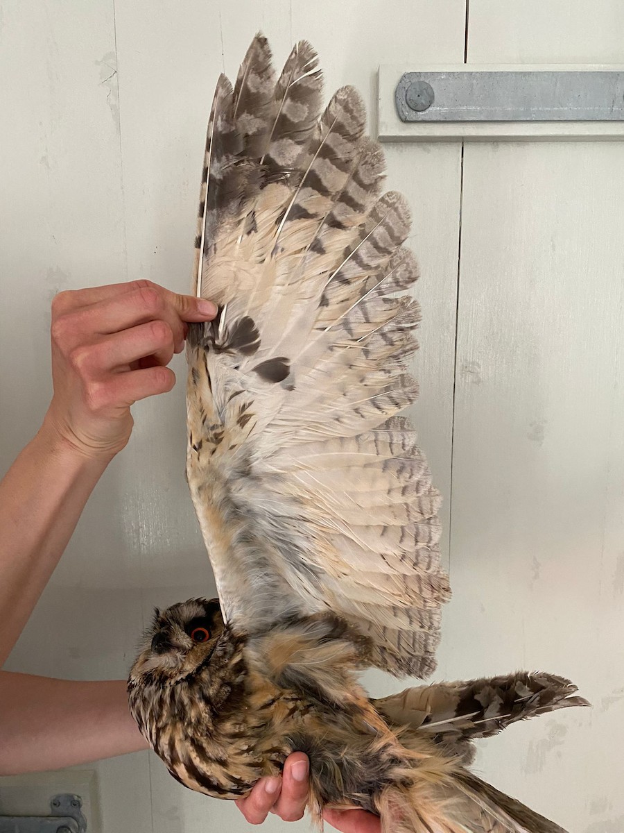 Long-eared Owl - ML619295199