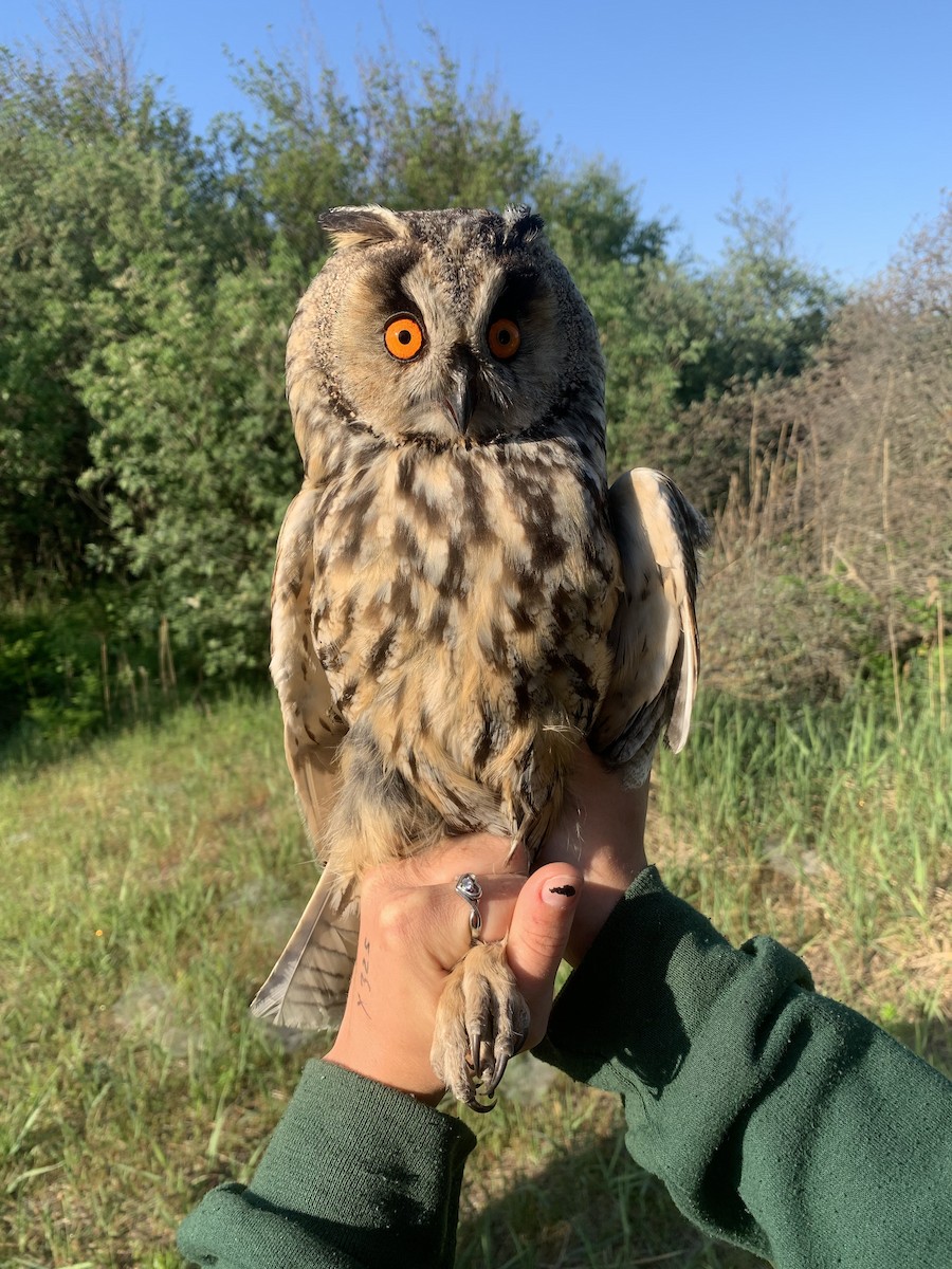 Long-eared Owl - ML619295201