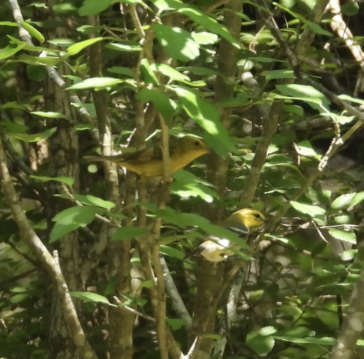 Black-throated Green Warbler - ML619295202