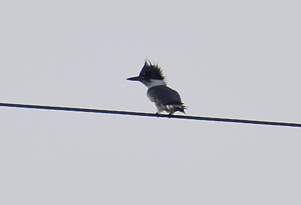 Belted Kingfisher - ML619295230