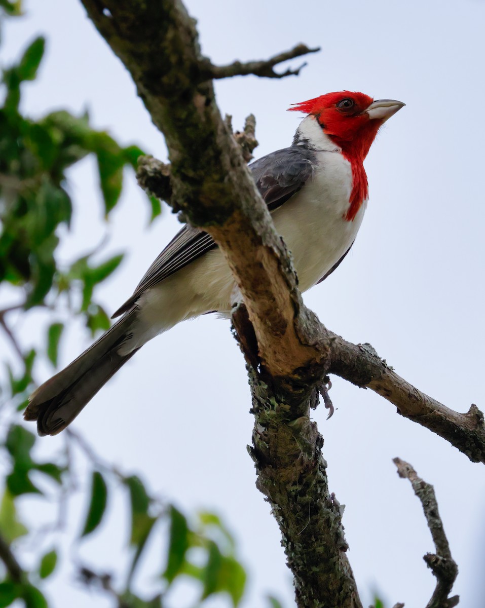 Red-crested Cardinal - ML619295246