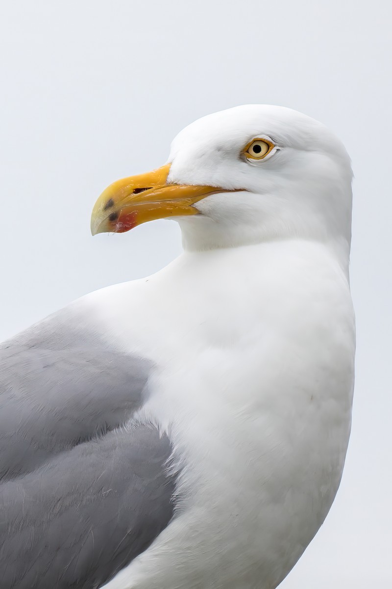 Herring Gull (American) - ML619295248