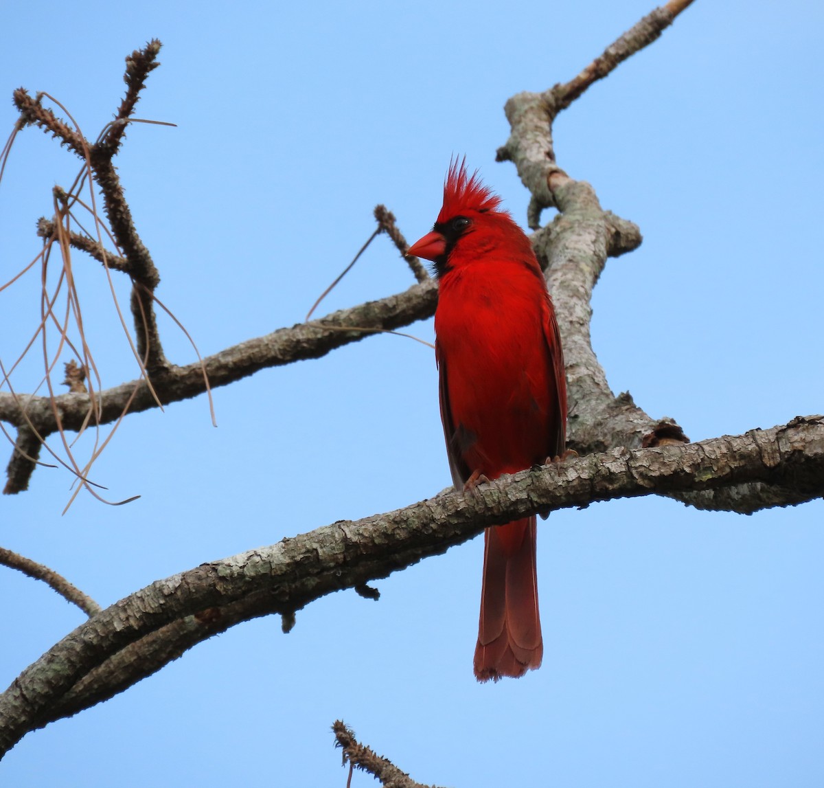 Cardinal rouge - ML619295265