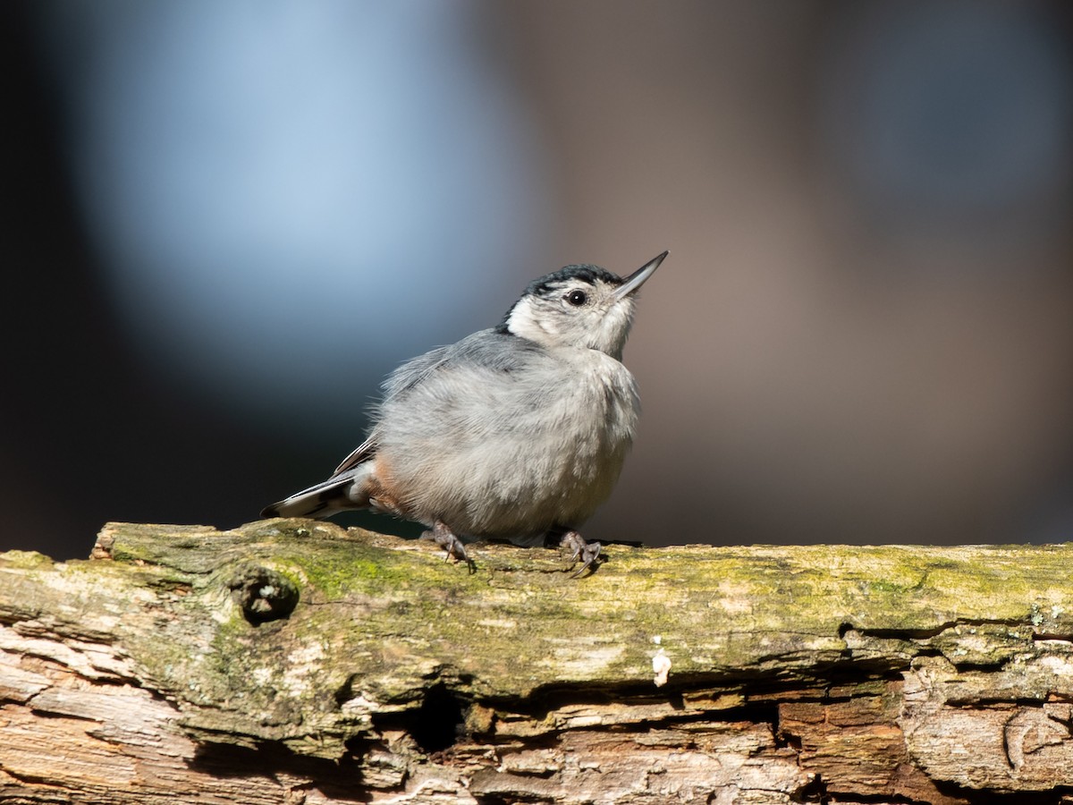 White-breasted Nuthatch - ML619295277