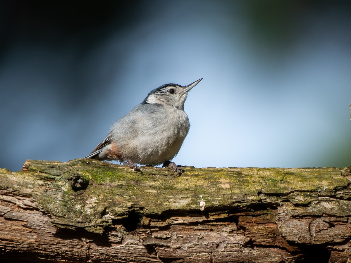 White-breasted Nuthatch - ML619295278