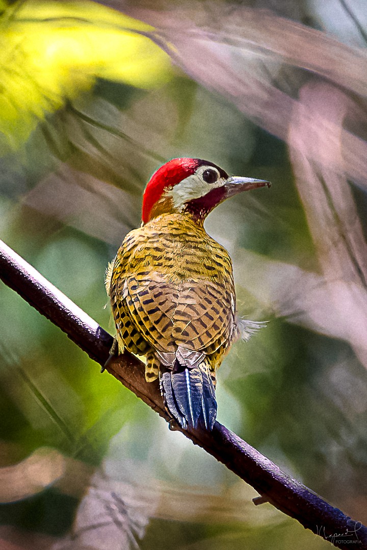 Spot-breasted Woodpecker - ML619295337