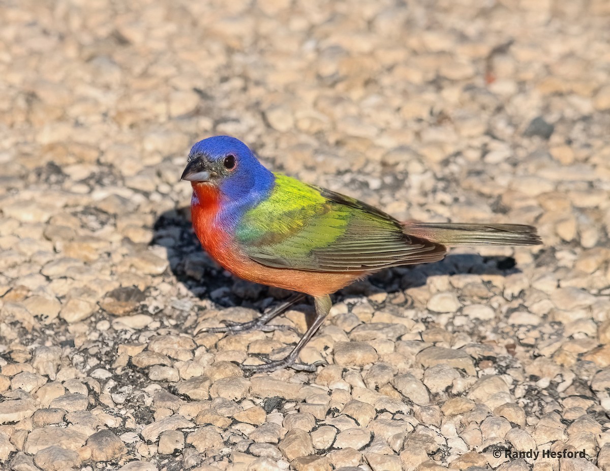 Painted Bunting - ML619295366