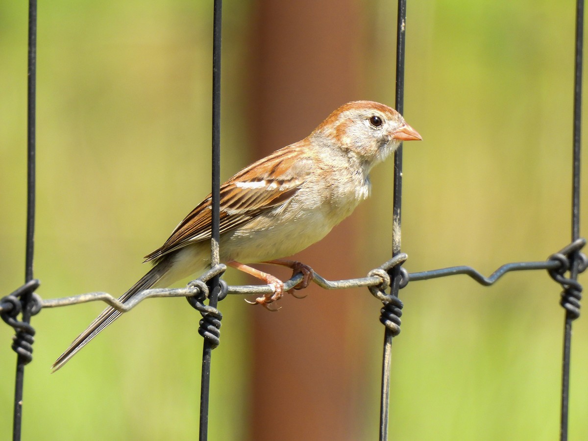 Field Sparrow - ML619295368
