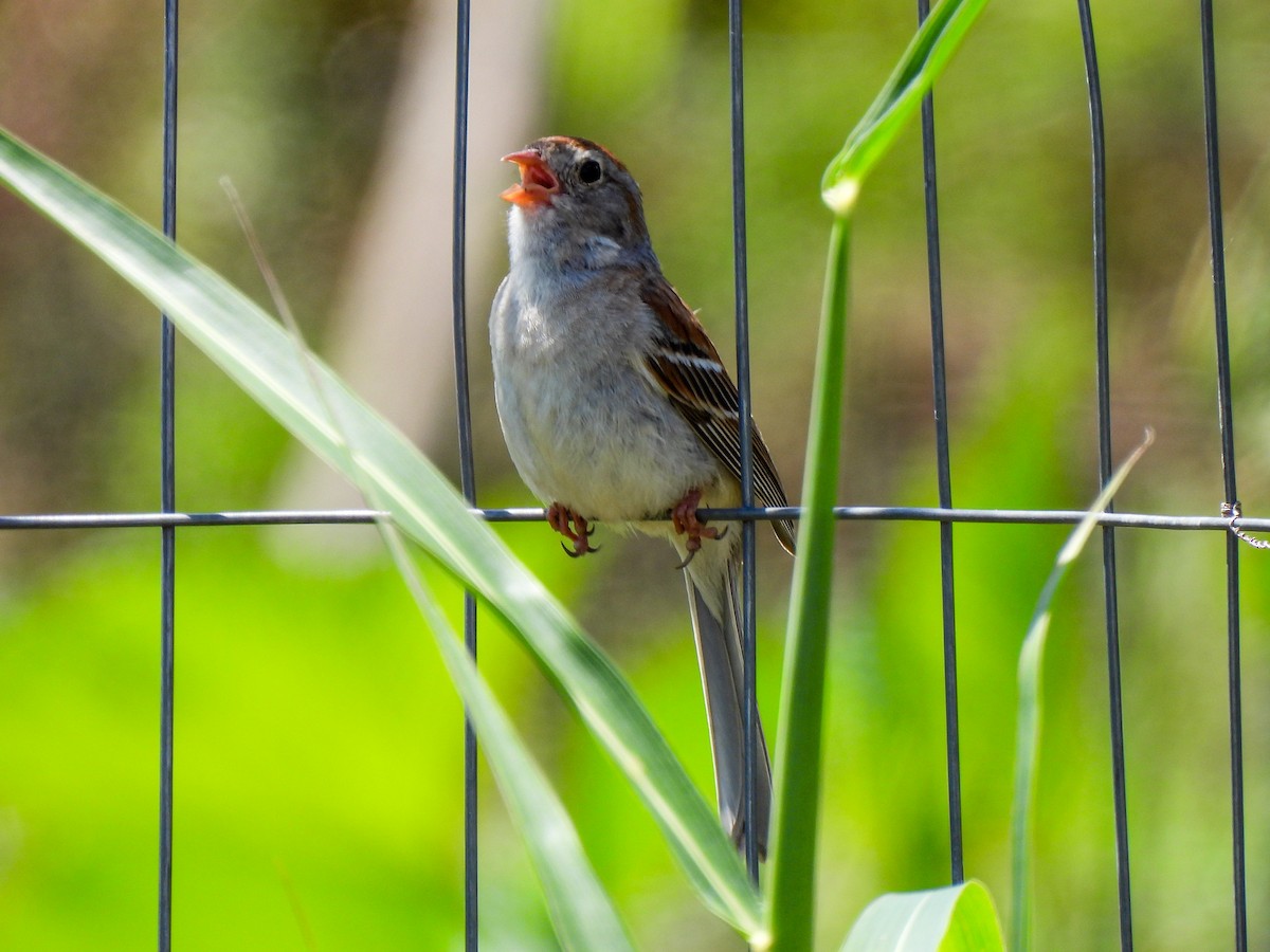 Field Sparrow - ML619295369