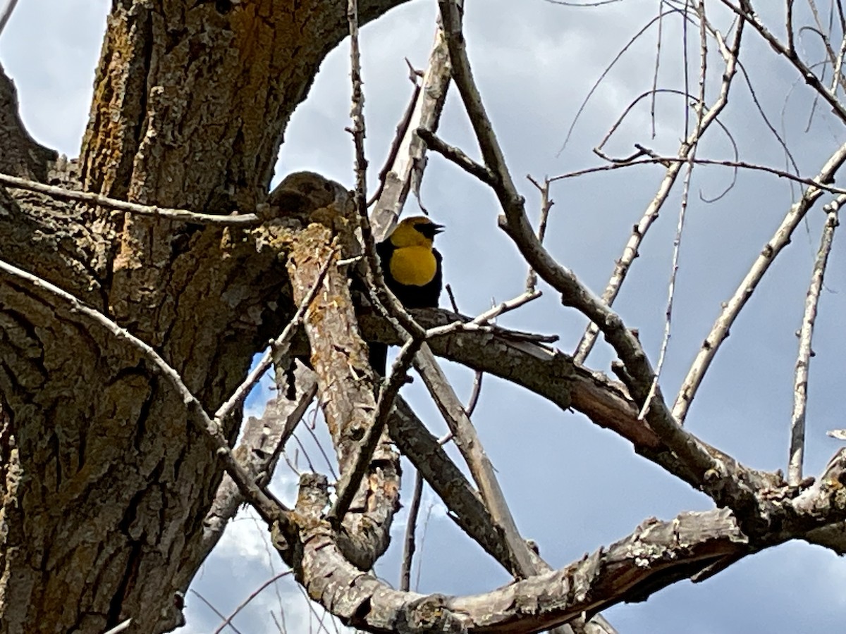 Yellow-headed Blackbird - ML619295385