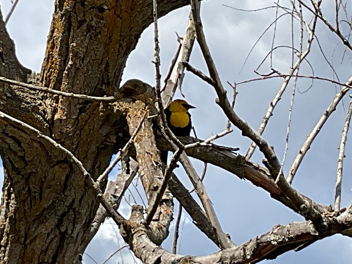 Yellow-headed Blackbird - ML619295386
