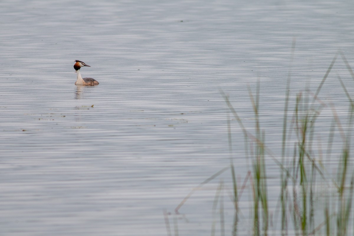 Great Crested Grebe - ML619295402