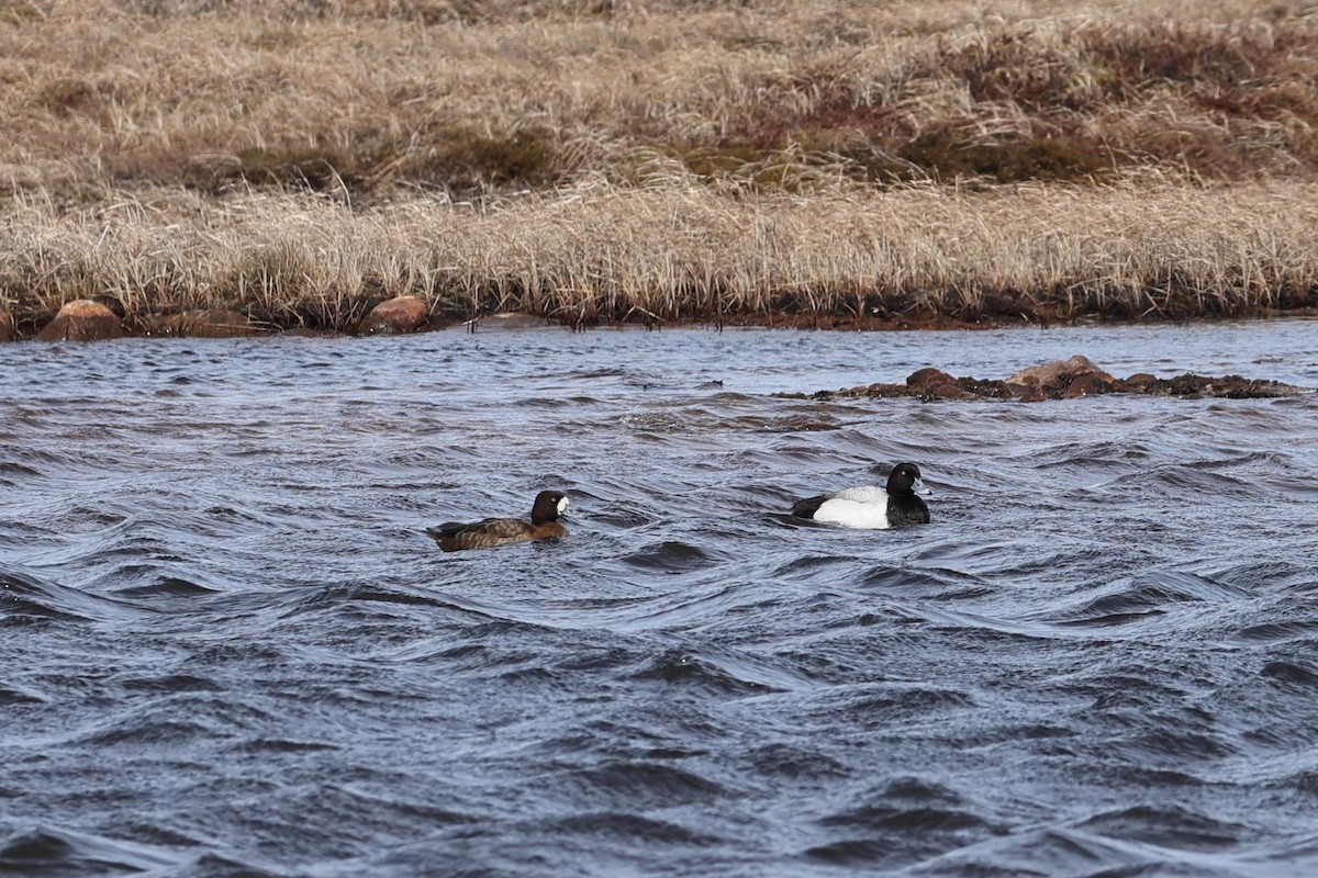 Greater Scaup - ML619295455