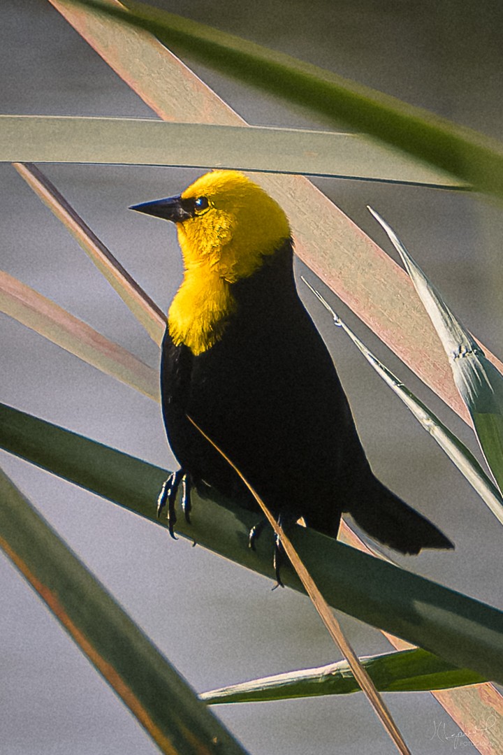 Yellow-hooded Blackbird - ML619295461