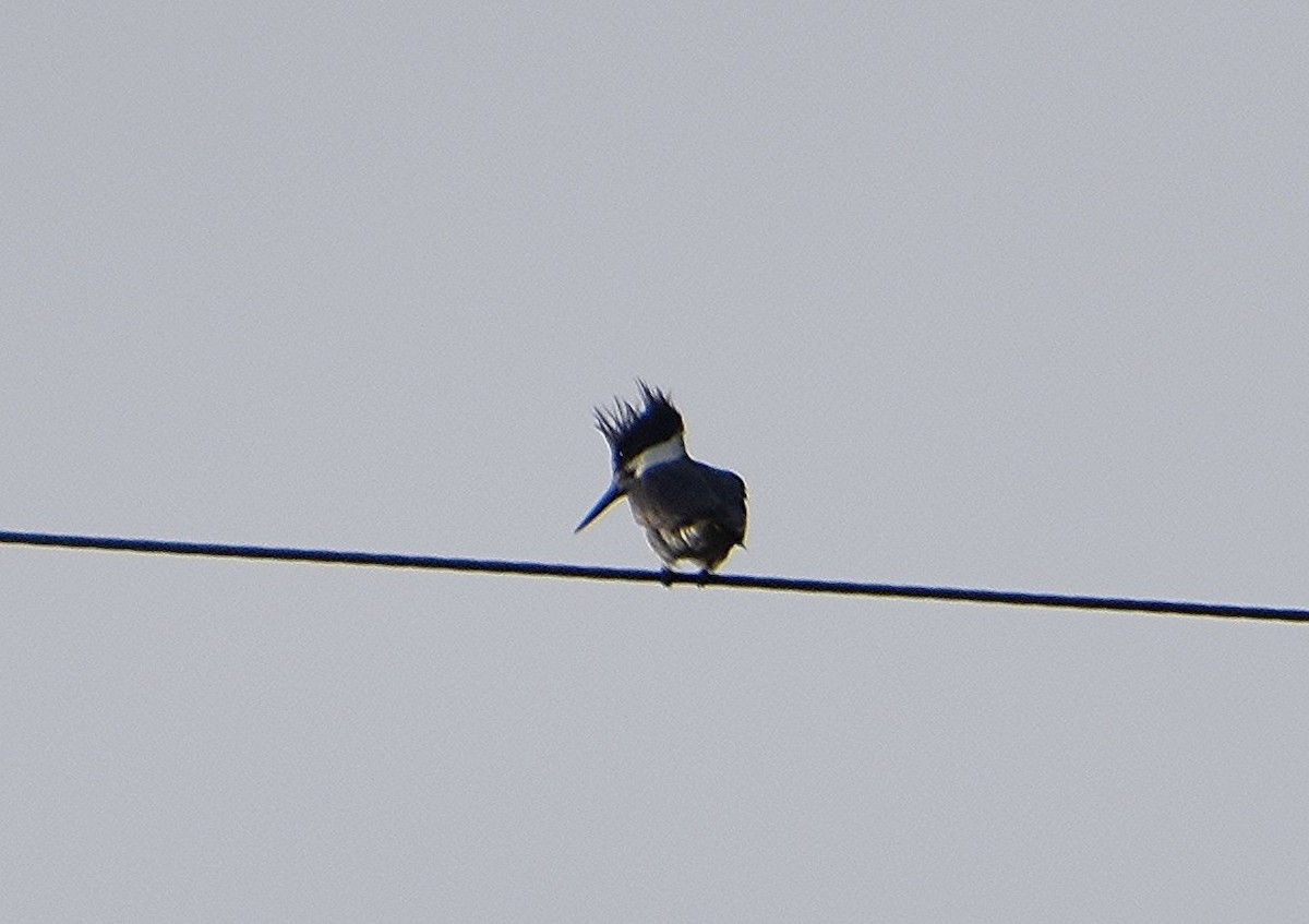 Belted Kingfisher - ML619295492