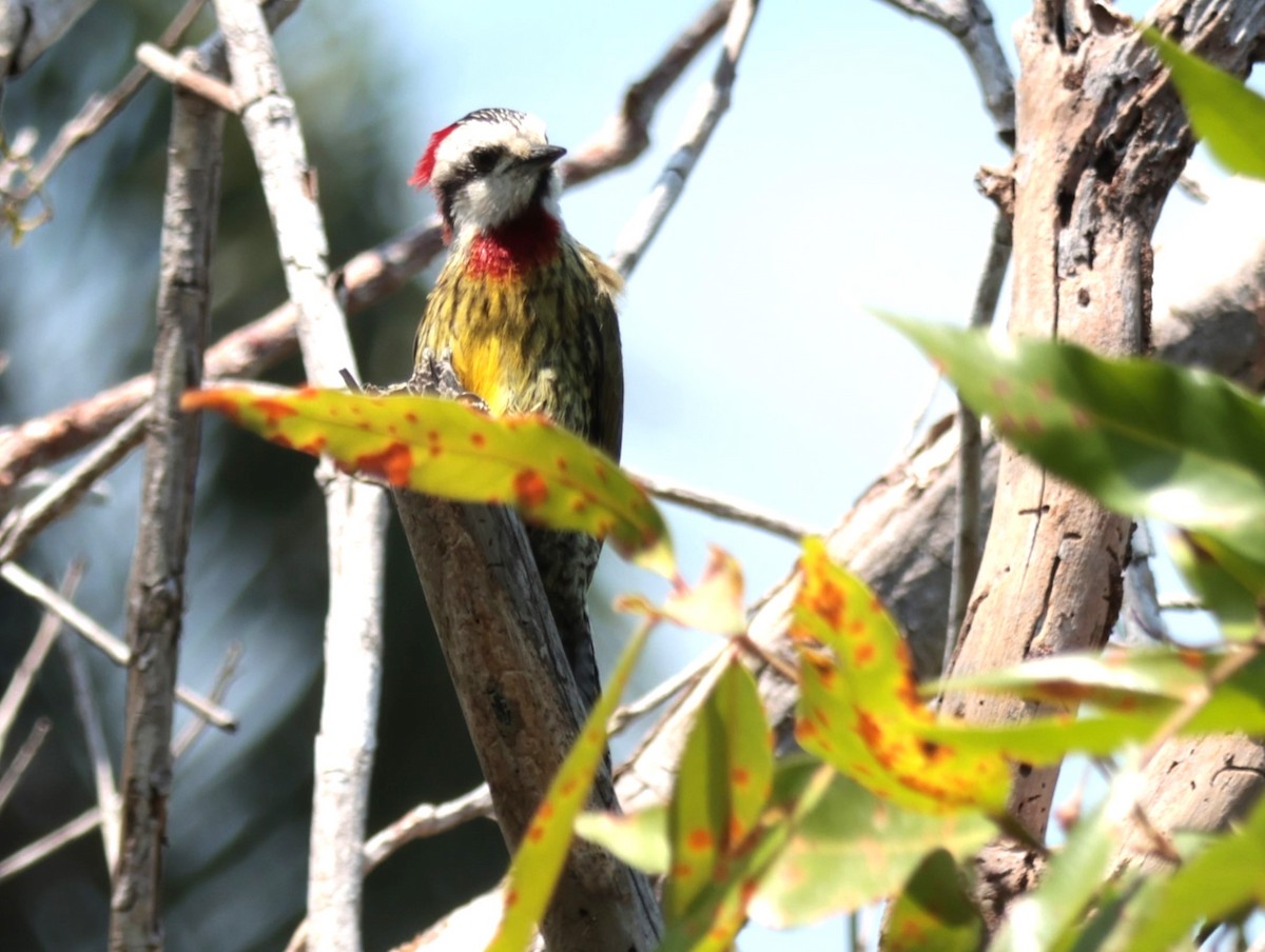 Cuban Green Woodpecker - ML619295517