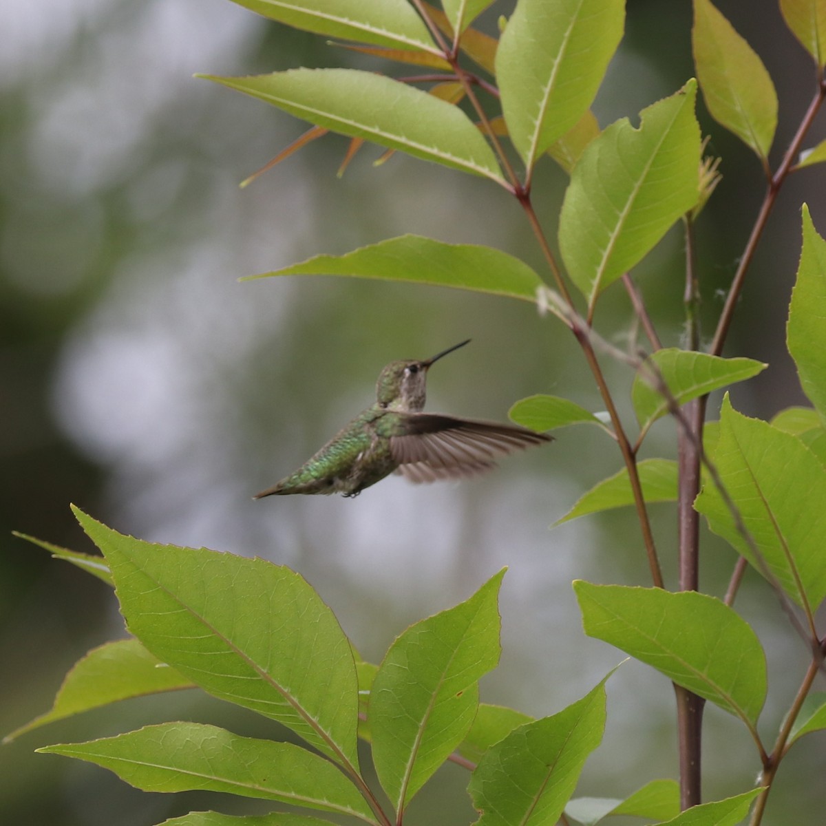 Anna's Hummingbird - ML619295541