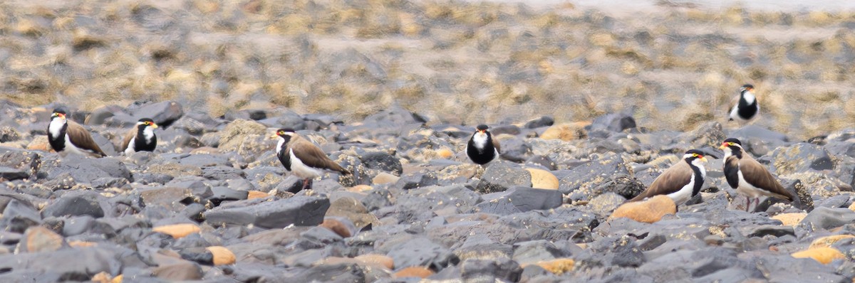 Banded Lapwing - ML619295563