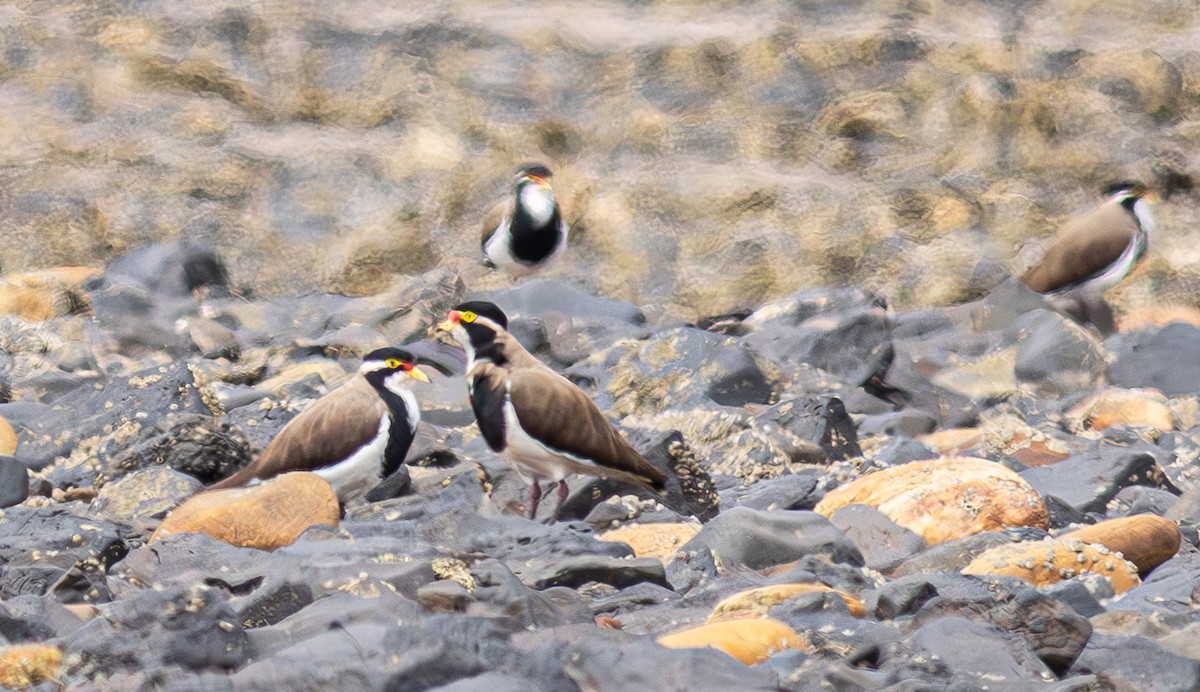 Banded Lapwing - ML619295564