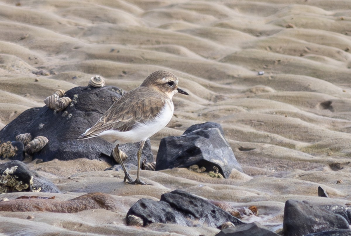 Double-banded Plover - ML619295574