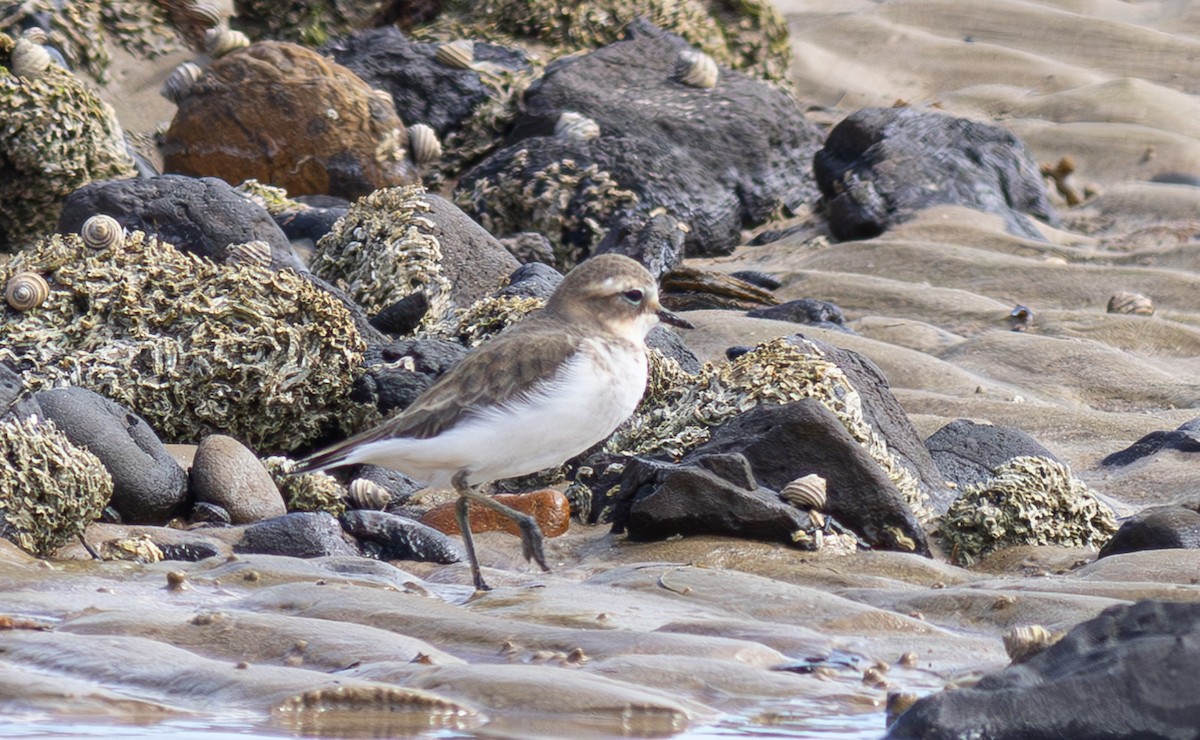 Double-banded Plover - ML619295575