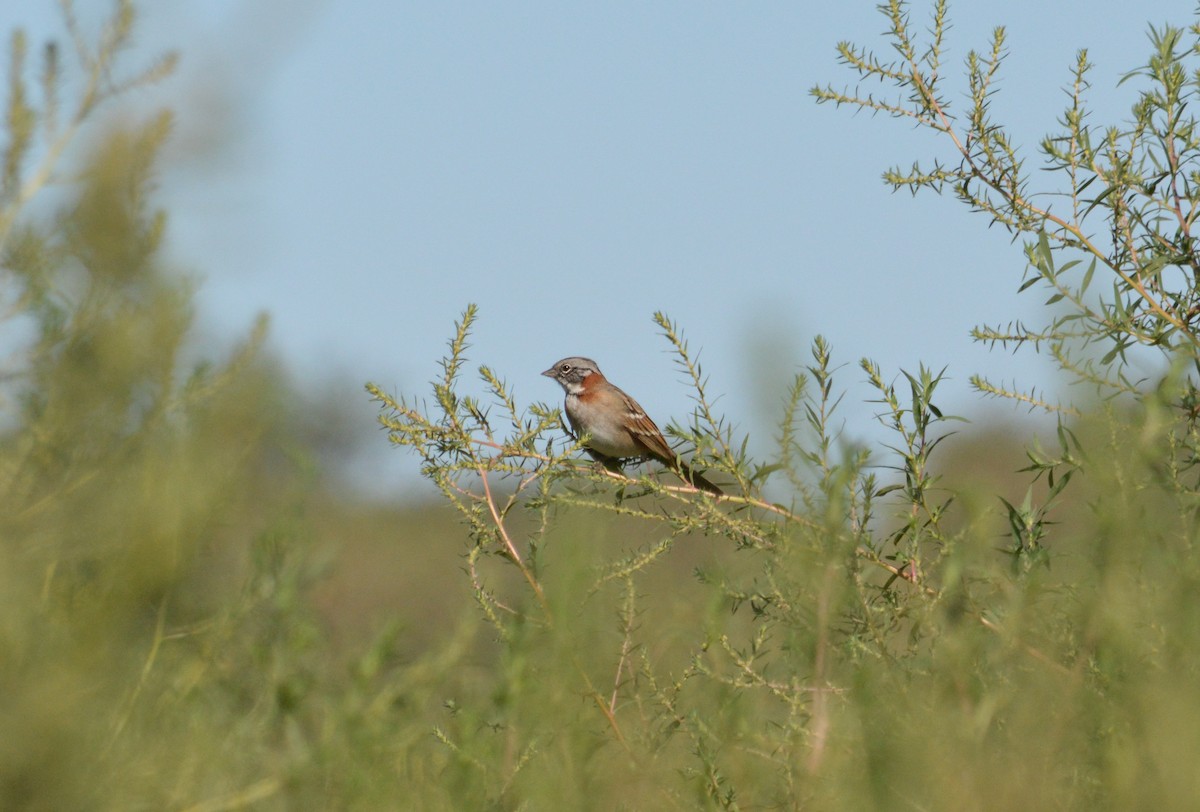 Rufous-collared Sparrow - ML619295577