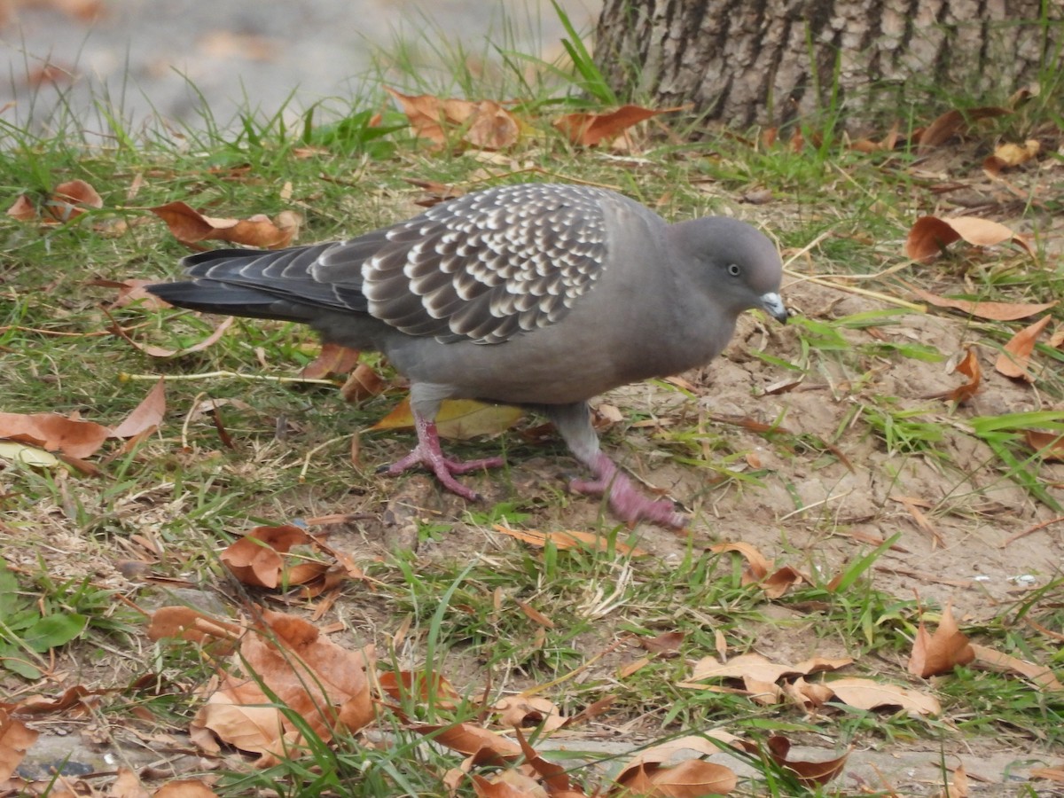 Spot-winged Pigeon - ML619295598