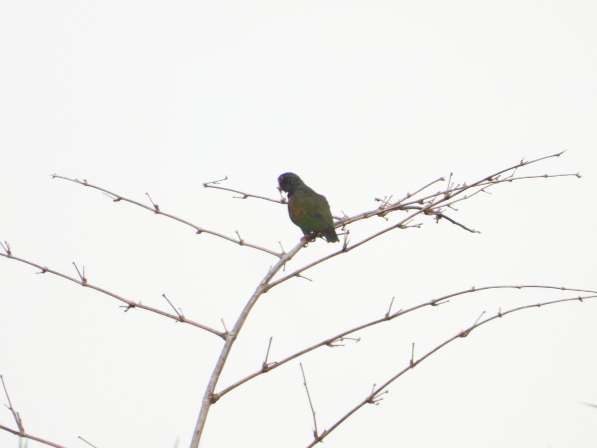 White-crowned Parrot - ML619295648